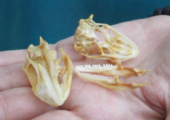 2pc Small B-Grade Iguana skull 1-1/2 & 1-1/2 inches - for $40
