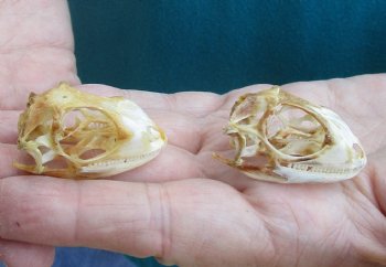 2pc Small B-Grade Iguana skull 1-1/2 & 1-1/2 inches - for $40