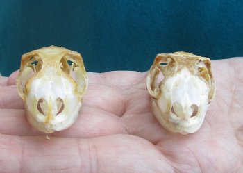 2pc Small B-Grade Iguana skull 1-1/2 & 1-1/2 inches - for $40