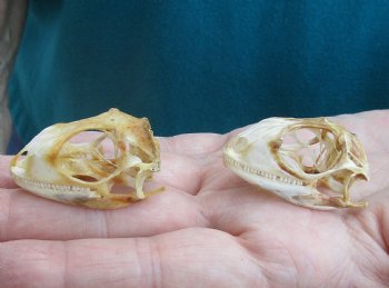 2pc Small B-Grade Iguana skull 1-1/2 & 1-1/2 inches - for $40