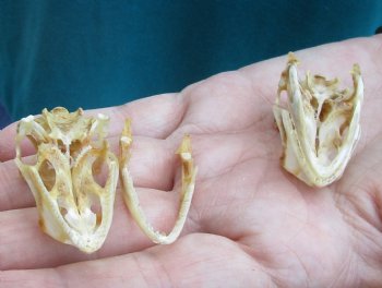 2pc Small B-Grade Iguana skull 1-1/2 & 1-1/2 inches - for $40