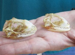 2pc Small B-Grade Iguana skull 2 & 2 inches - for $40