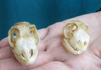 2pc Small B-Grade Iguana skull 2 & 2 inches - for $40