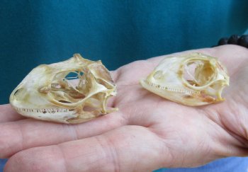 2pc Small B-Grade Iguana skull 2 & 2 inches - for $40