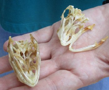 2pc Small B-Grade Iguana skull 2 & 2 inches - for $40