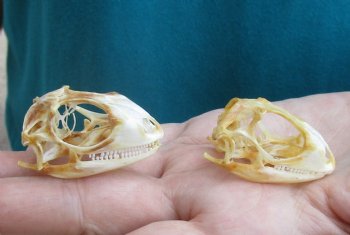 2pc Small B-Grade Iguana skull 1-1/2 & 1-3/4 inches - for $40