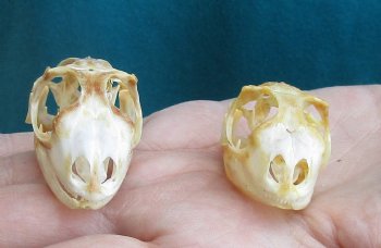 2pc Small B-Grade Iguana skull 1-1/2 & 1-3/4 inches - for $40