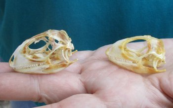 2pc Small B-Grade Iguana skull 1-1/2 & 1-3/4 inches - for $40