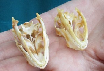 2pc Small B-Grade Iguana skull 1-1/2 & 1-3/4 inches - for $40