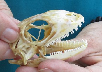 Medium B-Grade Iguana skull 2-3/4 inches - for $29
