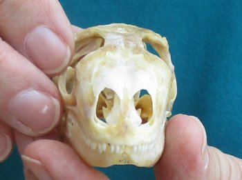 Medium B-Grade Iguana skull 2-3/4 inches - for $29