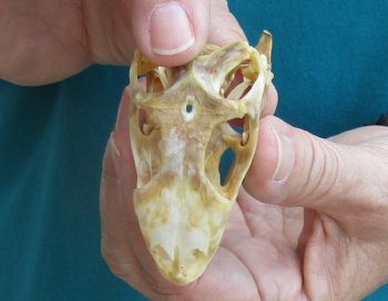 Medium B-Grade Iguana skull 2-3/4 inches - for $29