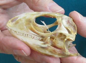 Medium B-Grade Iguana skull 2-3/4 inches - for $29