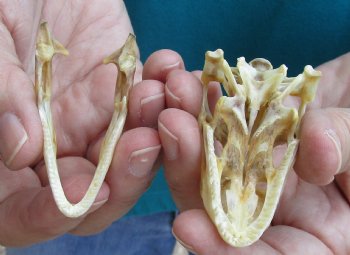 Medium B-Grade Iguana skull 2-3/4 inches - for $29