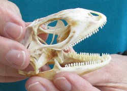 Medium B-Grade Iguana skull 2-3/4 inches - for $29
