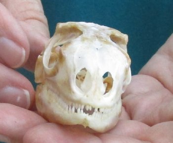 Medium B-Grade Iguana skull 2-3/4 inches - for $29