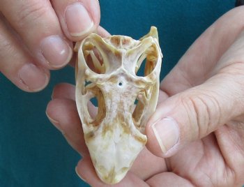 Medium B-Grade Iguana skull 2-3/4 inches - for $29