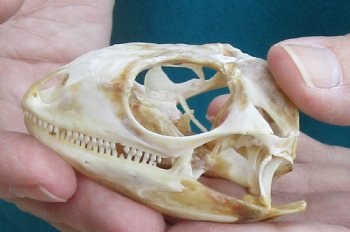 Medium B-Grade Iguana skull 2-3/4 inches - for $29