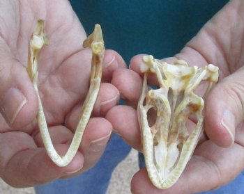 Medium B-Grade Iguana skull 2-3/4 inches - for $29