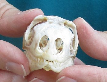 Medium B-Grade Iguana skull 2-3/4 inches - for $29
