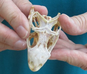 Medium B-Grade Iguana skull 2-3/4 inches - for $29