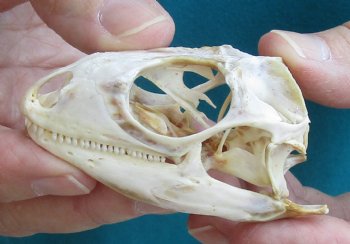Medium B-Grade Iguana skull 2-3/4 inches - for $29