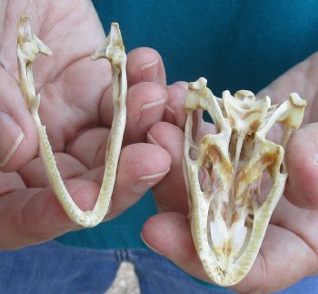 Medium B-Grade Iguana skull 2-3/4 inches - for $29