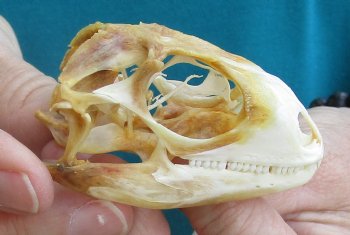 Medium B-Grade Iguana skull 2-1/2 inches - for $29