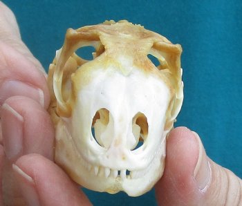 Medium B-Grade Iguana skull 2-1/2 inches - for $29