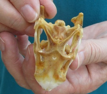 Medium B-Grade Iguana skull 2-1/2 inches - for $29