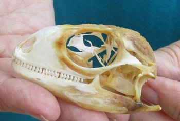Medium B-Grade Iguana skull 2-1/2 inches - for $29
