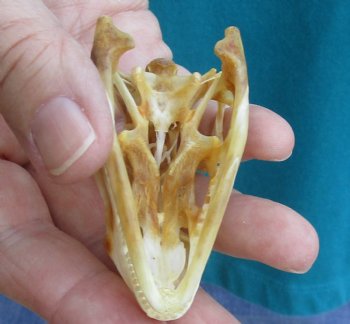 Medium B-Grade Iguana skull 2-1/2 inches - for $29