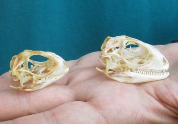 2pc Small B-Grade Iguana skull 1-1/2 & 1-1/4 inches - for $40