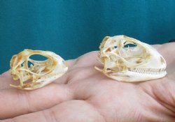 2pc Small B-Grade Iguana skull 1-1/2 & 1-1/4 inches - for $40