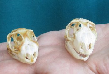2pc Small B-Grade Iguana skull 1-1/2 & 1-1/4 inches - for $40