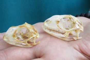 2pc Small B-Grade Iguana skull 1-1/2 & 1-1/4 inches - for $40