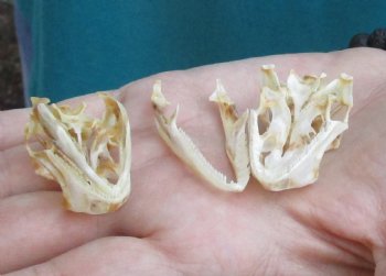 2pc Small B-Grade Iguana skull 1-1/2 & 1-1/4 inches - for $40