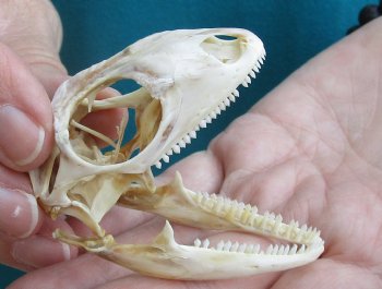 Medium B-Grade Iguana skull 2-1/2 inches - for $29