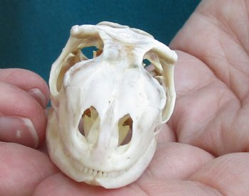Medium B-Grade Iguana skull 2-1/2 inches - for $29