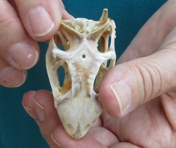 Medium B-Grade Iguana skull 2-1/2 inches - for $29