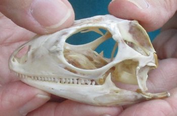 Medium B-Grade Iguana skull 2-1/2 inches - for $29
