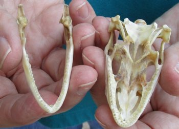 Medium B-Grade Iguana skull 2-1/2 inches - for $29