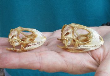 2pc Small B-Grade Iguana skull 1-1/2 & 2 inches - for $40