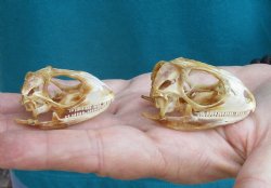2pc Small B-Grade Iguana skull 1-1/2 & 2 inches - for $40