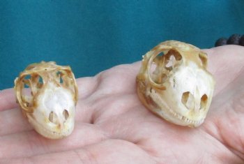 2pc Small B-Grade Iguana skull 1-1/2 & 2 inches - for $40