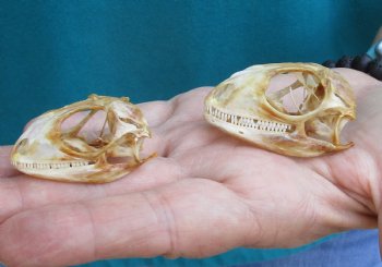 2pc Small B-Grade Iguana skull 1-1/2 & 2 inches - for $40