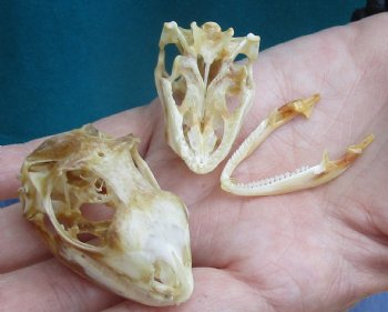 2pc Small B-Grade Iguana skull 1-1/2 & 2 inches - for $40