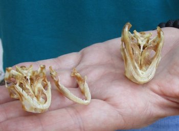 2pc Small B-Grade Iguana skull 1-1/2 & 2 inches - for $40
