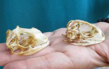 2pc Small B-Grade Iguana skull 2 & 2 inches - for $40