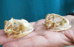 2pc Small B-Grade Iguana skull 2 & 2 inches - for $40